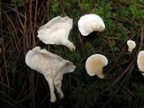Sistotrema confluens image