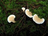 Sistotrema confluens image