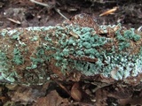Trichoderma viridescens image