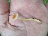Hygrocybe laeta var. laeta image
