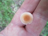 Hygrocybe laeta var. laeta image