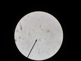 Hygrocybe laeta var. laeta image