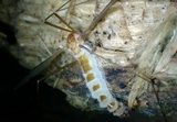 Eryniopsis caroliniana image