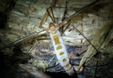 Eryniopsis caroliniana image