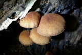 Flammulaster erinaceellus image