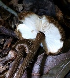 Crinipellis zonata image