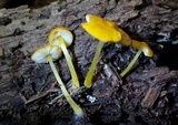 Pluteus chrysophlebius image