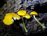 Pluteus chrysophlebius image