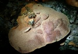 Hapalopilus rutilans image