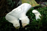 Loweomyces fractipes image