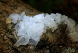 Tremella fuciformis image