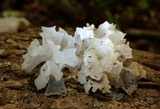 Tremella fuciformis image