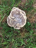 Meripilus sumstinei image