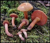 Chalciporus rubritubifer image