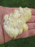 Hericium americanum image