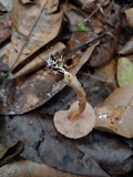 Fistulinella venezuelae image