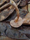 Fistulinella venezuelae image