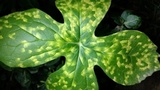 Allodus podophylli image