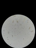 Fistulinella venezuelae image