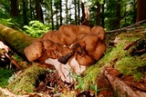 Gyromitra californica image