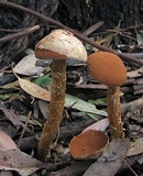 Battarrea phalloides image