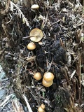 Kuehneromyces lignicola image