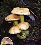 Cortinarius memoria-annae image
