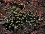 Chlorovibrissea melanochlora image