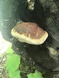 Fomitopsis schrenkii image