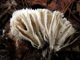 Hydnopolyporus fimbriatus image