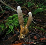 Cordyceps hawkesii image