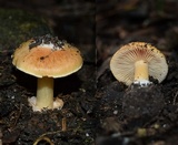 Cortinarius phalarus image