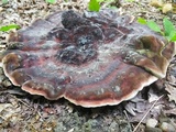 Laetiporus persicinus image