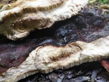 Laetiporus persicinus image