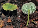 Entoloma rodwayi image