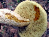 Leccinum rugosiceps image