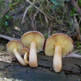 Gymnopilus purpuratus image