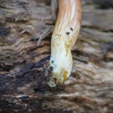 Gymnopilus purpuratus image