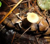 Baeospora myosura image