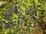 Peltigera neckeri image