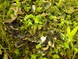 Peltigera neckeri image