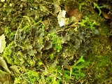 Peltigera neckeri image