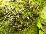 Peltigera neckeri image