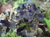 Peltigera neckeri image