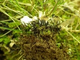 Peltigera neckeri image