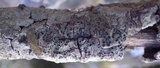 Rinodina roboris image
