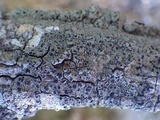 Rinodina roboris image