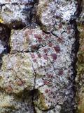 Bacidia rubella image
