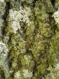 Bacidia rubella image
