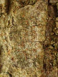 Bacidia rubella image